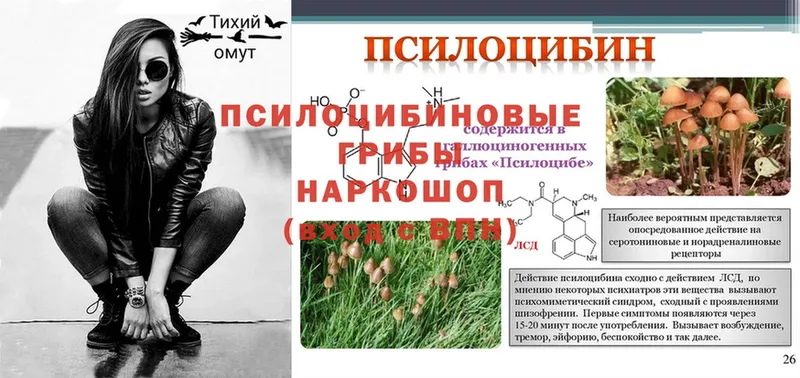 Псилоцибиновые грибы Psilocybe  наркотики  площадка состав  Нелидово 